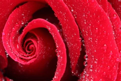 Macro Shot of a Red Rose Stock Photos