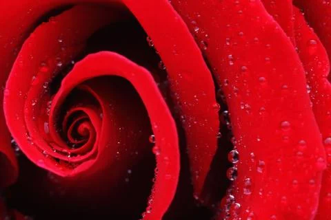 Macro Shot of a Red Rose 스톡 사진