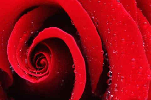 Macro Shot of a Red Rose Stock Photos