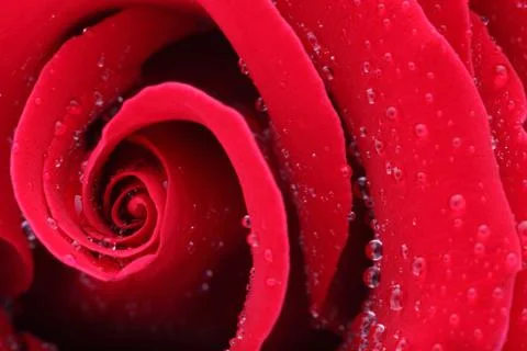 Macro Shot of a Red Rose Stock-Fotos