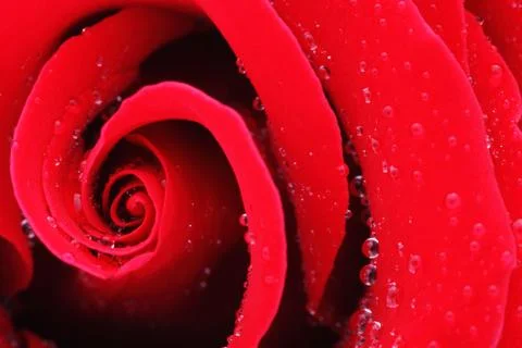 Macro Shot of a Red Rose Stock Photos
