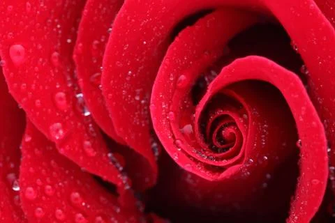 Macro Shot of a Red Rose Stock Photos