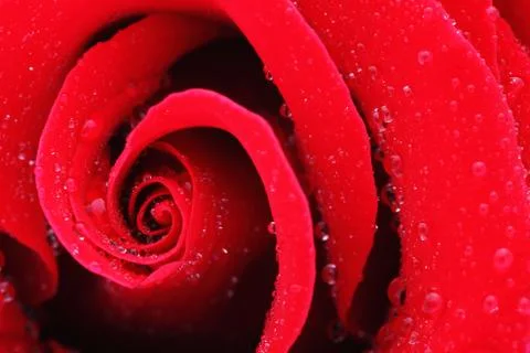 Macro Shot of a Red Rose Stock Photos
