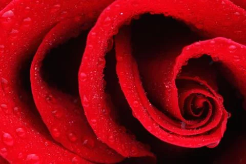 Macro Shot of a Red Rose Stock-Fotos