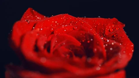  Macro shot red rose with water drops. Stock Footage 102801992