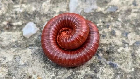Macro Shot of Red Rusty Millipede Curled in Defensive Spiral Position Foto stock