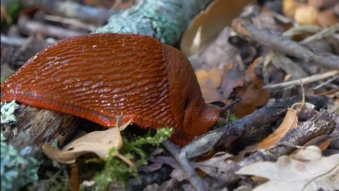 Macro shot of red slug crawling over small rocks and tree branchs. Stock Footage 114672323