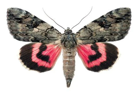 Macro shot of red underwing moth showing unique pattern and bright color on.. Stockfoto's