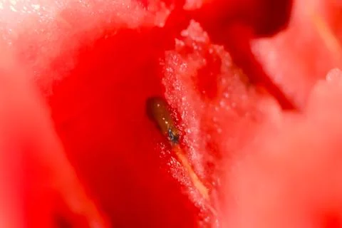 Macro shot of red watermelon with a small seed. Stock Photos