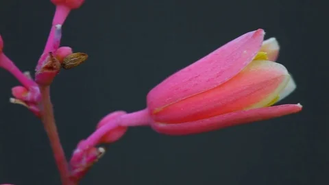 Macro shot of a Red Yucca flower 動画素材 80311518
