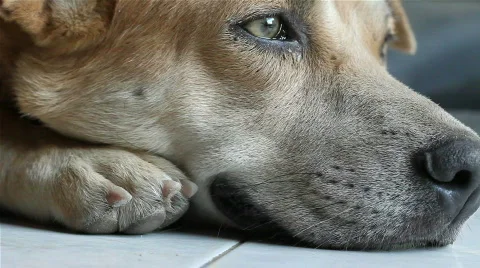 Macro shot of a resting dog Stock Footage 715090