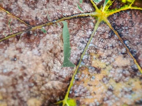 Macro shot revealing the decay of a leaf, its veins and a hole, evoking cha.. Stock Photos