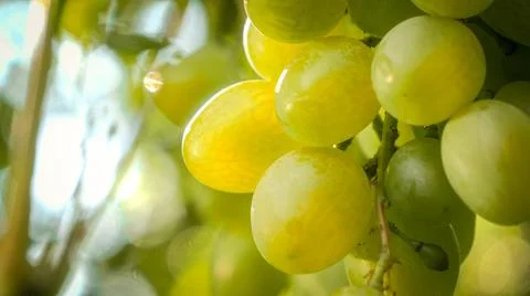 Macro shot of ripe green grapes hanging on grapevine against blue sky. Concept Foto stock