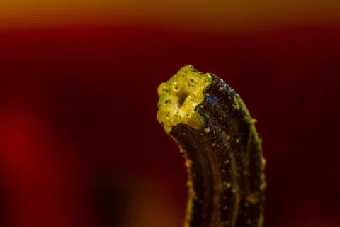 Macro shot of the ripe squash Stock Photos