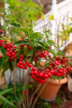 Macro shot of ripening red currant berries growing on a green plant. High qua Foto stock