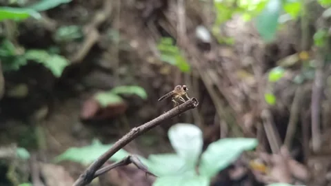 Macro Shot of a Robber Fly Perched on a Dry Branch in the Tropical Forest Stockbeeldmateriaal 331842349