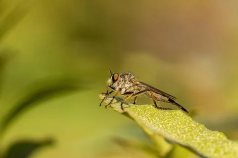 Macro shot of a robber fly resting on a lush green leaf. Stock Photos