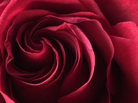 Macro shot of a rose Stock Photos