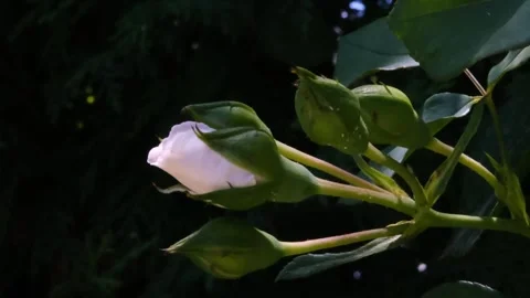 Macro shot on rosebud swaying in the wind Stock Footage 312473097