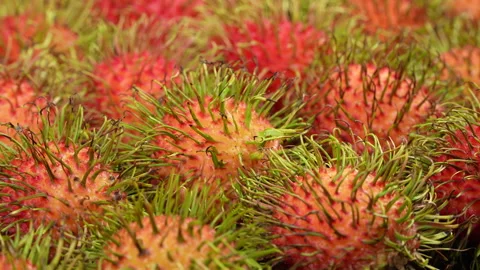 Macro Shot of Rotating Ripe Red Rambutan Fruits Texture Stock Footage 336314690