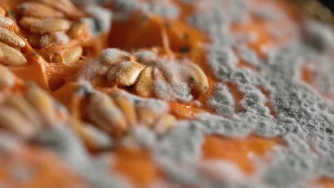 Macro shot of rotten melon slice with seeds covered by white and green mold Stock Footage 316289128