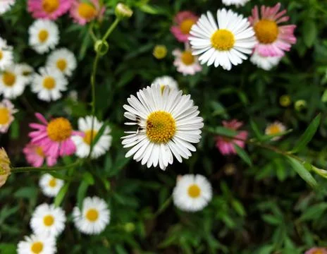 Macro shot of rotten petals of tiny daisy flower Stock Photos