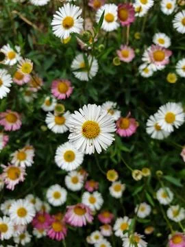 Macro shot of rotten petals of tiny daisy flower Foto stock