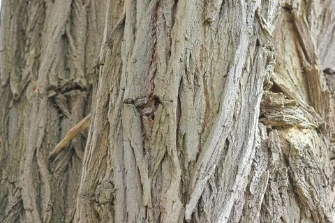 Macro shot of rough tree bark texture with deep ridges Stock Photos