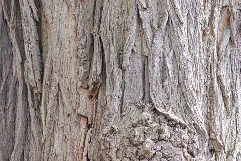 Macro shot of rough tree bark texture with deep ridges Stock Photos