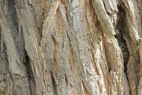 Macro shot of rough tree bark texture with deep ridges Stock Photos