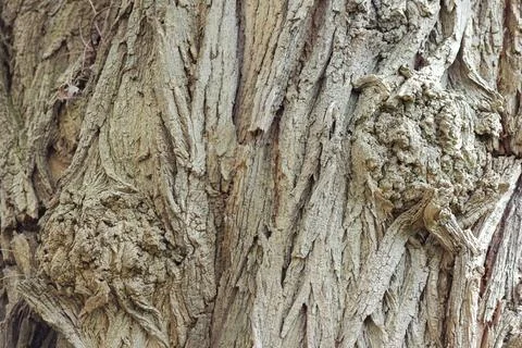 Macro shot of rough tree bark texture with deep ridges Stock Photos