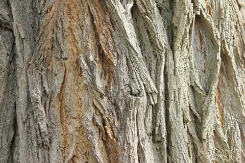 Macro shot of rough tree bark texture with deep ridges Stock Photos
