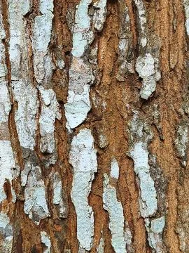 Macro Shot of Rough Tree Bark Texture with High Contrast White Lichen Moss Stock Photos