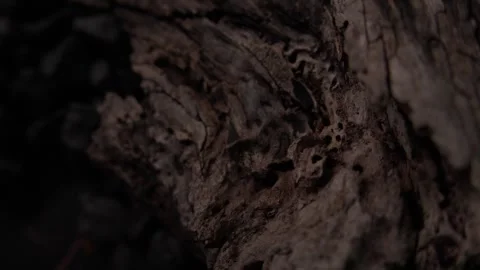 Macro Shot of Rough Wooden Surface Stock Footage 291268619