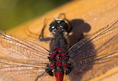 Macro shot of the ruby whiteface dragonfly on a grass Foto stock