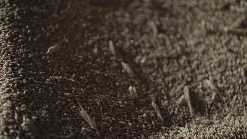 Macro shot of rye cereal grains Stock Footage 127849215