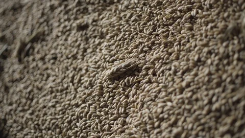 Macro shot of rye cereal grains Stock Footage 127849285