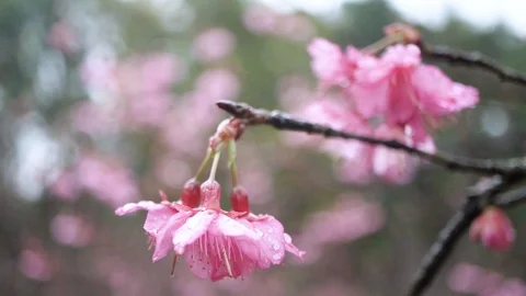 Macro shot of sakura flower with dew drop when wind blow, slow motion 库存影片 101419241