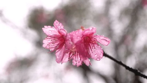 Macro shot of sakura flower with dew drop when wind blow, slow motion Stock Footage 101419242