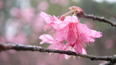 Macro shot of sakura flower with dew drop when wind blow, slow motion Stock Footage 101420150
