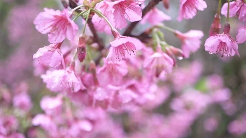 Macro shot of sakura flower with dew drop when wind blow, slow motion Stock Footage 101454476