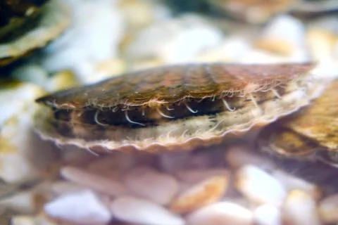 Macro shot of a scallop shell partially buried in sand. Underwater marine l.. Stock Photos