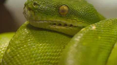 Macro Shot Of A Scary Looking Green Tree Python (Morelia viridis) - Close Stock Footage 260212844