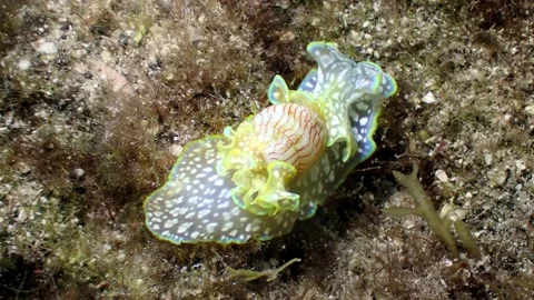 Macro shot of a sea snail (Micromelo undatus) crawling across algae. Stock Footage 178497788