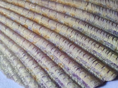 Macro shot of a seashell patterns on a white background. Stock Photos
