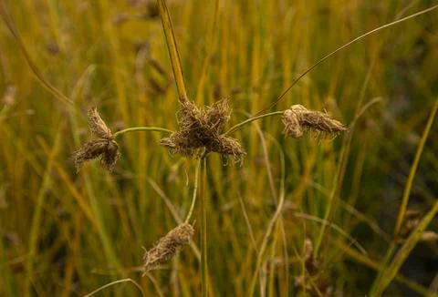 Macro shot of a seed head Cyperus difformis Stockfoto's