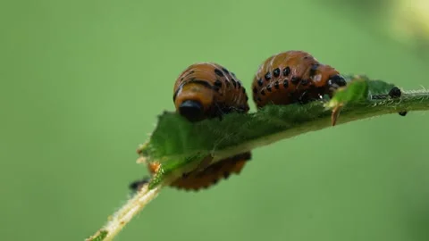 Macro shot of several colorado potato beetle larvae, leptinotarsa decemlineata Stock Footage 344566548
