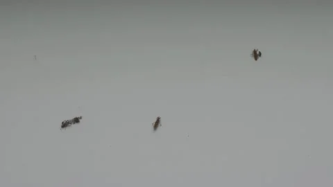 Macro shot of several head lice and nits moving on a white isolated background 스톡 동영상 343128951