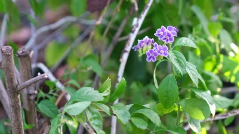 Macro shot of several small purple flowers with delicate fragrant petals gr.. Stock Footage 300082441
