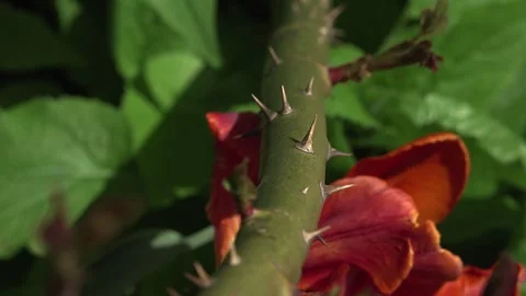 Macro Shot of Sharp Thorns on Green Rose Bush Stem Stock-Footage 345007718